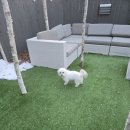 태정펜션 | 남양주 독채 애견펜션 스테이태정93, 강아지랑 프라이빗 사우나 후기