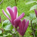 Magnolia 이미지