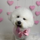 땡큐 베리 도그 이미지