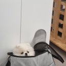 멍포유