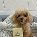 [어돌비스트]파이토시너지 | 내돈내산, 강아지 항산화제, 강아지 오메가3, 유기농 플라크톤, 식물성...