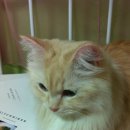 대소동물병원 이미지