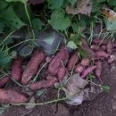 아내의 텃밭 이미지