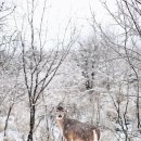 고양이꿈 검색 고양이가 나가 버리는 꿈 고양이 나오는 꿈 고양이 밥 주는 꿈 해몽 개와 고양이 꿈 해몽 고양이가 나가 버리는 꿈 이미지