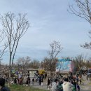 미니스톱 여의IFC점 | 여의도 한강 벚꽃축제❤️(라고 쓰고 사람파티 라고 읽는다)