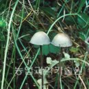 싸리목장 이미지