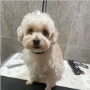 댕스살롱 이미지