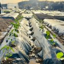 미리농장 이미지