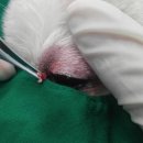 대치수동물병원 이미지