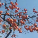 아름다운밀양농장 이미지