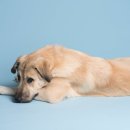 행복한우리아이 동물병원 이미지