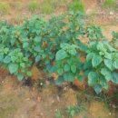 영미민박 이미지