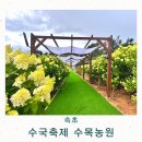 만평농원 | 속초 영랑호 산책 강원도 수국 축제 수목농원 7월 8월 가볼만한곳