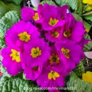 다팜MALL 이미지