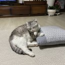 도도한 개냥이 이미지