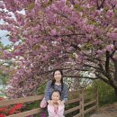 행복가득주유소 | 전주 겹벚꽃 명소 완산칠봉꽃동산 봄 나들이 후기 아이와 함께 힐링 여행