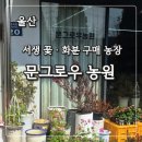 울산 남창ㆍ덕신ㆍ서생 꽃집 문그로우 농원 방문 화병ㆍ꽃 구매