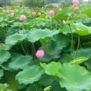 제연농장 이미지