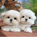 미유펫강아지고양이청주점(미용,위탁관리) | 평택강아지분양 미유펫 방문과정