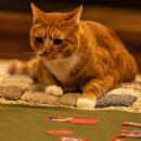 동산동물병원 | 영화 좀비딸 정보 줄거리 결말 손익분기점 평점 후기