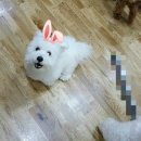 파우동물병원 이미지