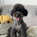 온나펫 | 부산 애견미용 / 미용거부란 없다! [온나펫]