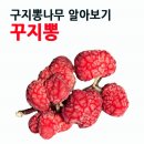 꾸지뽕건강마을
