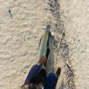 금호방조제 ~ 금호교차로 이미지