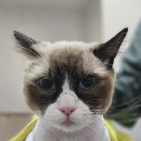 고양이미용 캣어스 | 공격성이 강한 고양이도 예쁘게 미용, 신림 고양이미용 캣치유 후기