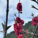 소양강둘레길 1코스 | [강원/인제] 소양강 둘레길 1코스: 꽃바람 타고 걷는 무릉도원 트레킹