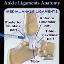 ankle joint, subtalar joint, transverse tarsal joint의 뼈와 인대의 구조 동영상 이미지