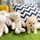 전주강아지분양 고양이분양 24시 데려가개 전주점 이미지