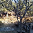 해송옻닭 이미지