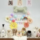 포우포우 반려견 유치원 이미지