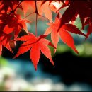 김동수 | 내장산 단풍 절정! 정읍 1박 2일 여행 코스 완벽 가이드