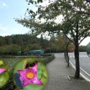 수련교 앞2 이미지