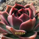 손토비