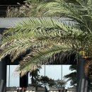 중문색달해수욕장 | 5성급 파르나스 호텔 제주 | 중문색달해수욕장이 보이는 인피니티 풀 | 내돈내산 후기