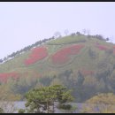 함평나비대축제 Daum카페