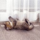 닥터캣 고양이병원 이미지