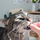 샤이니덴탈 이미지