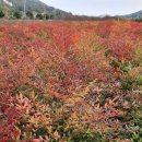 남천농장 이미지