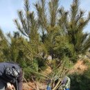 솔내음농장 이미지