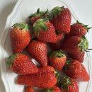 킹스베리 | 2026 봄, 마지막 딸기, 금실딸기, 설향딸기, 킹스베리 후기🍓