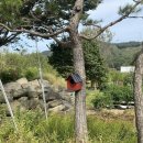 안영농장 이미지