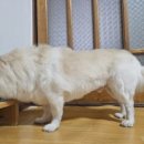 바르다펫 꿈의숲점 이미지