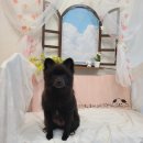 몽개GROOM | 일광애견미용 몽개GROOM 몽개그룸 포메 배냇미용 내돈내산 찐추천