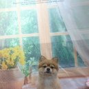 호이펫샵 이미지