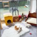 캣스토리 고양이분양 일산본점 이미지