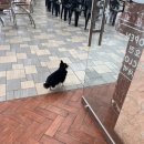 펫미장원 이미지